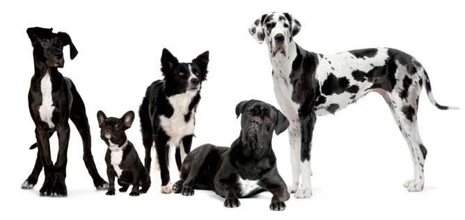 Adolescents - Bytown Dog Obedience Club